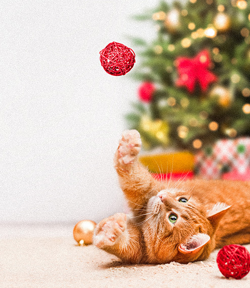 cómo crear un ambiente navideño seguro para gatos